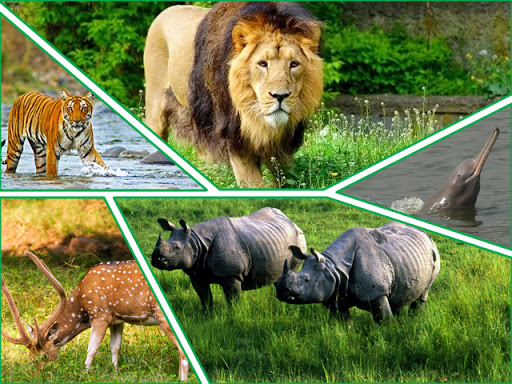 wildlife tour of india