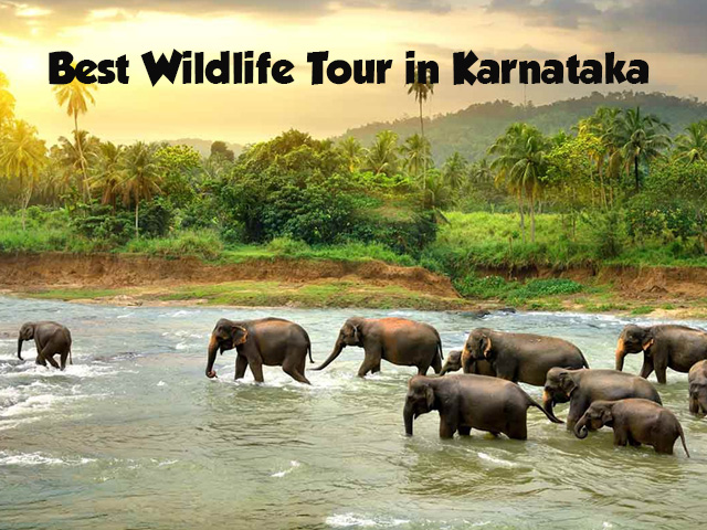 Best Wildlife Tour in Karnataka | karnataka wildlife tour | India Bound Tour