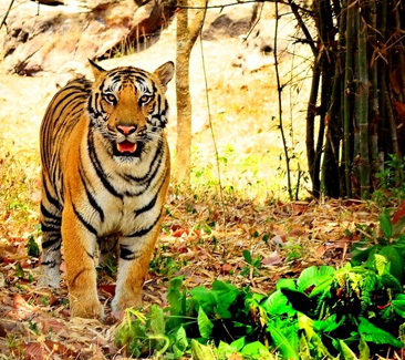 08 Days Golden Triangle Tour with Ranthambore
