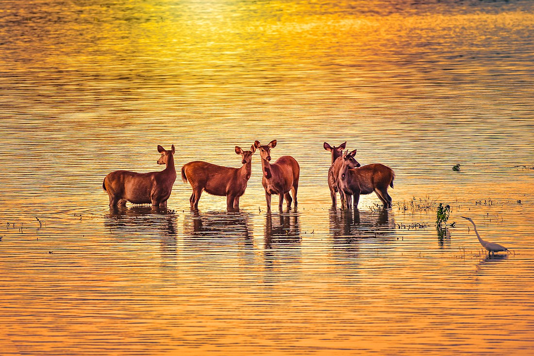 Sambar_Deer_at_Kaziranga_National_Park