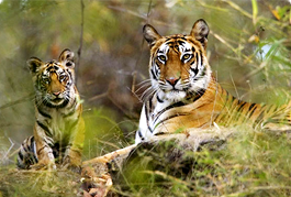 Rajasthan National Parks Tour