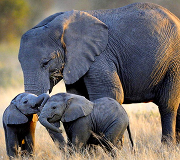 ( Delhi - Corbett - Bandhavgarh - Kanha - Ranthambore - Kaziranga - Delhi )