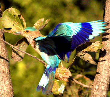 Reserve Naturelle De Maharashtra